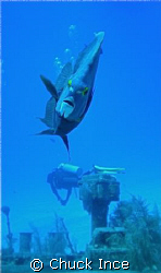 French Angelfish on Oro Verde wreck. by Chuck Ince 